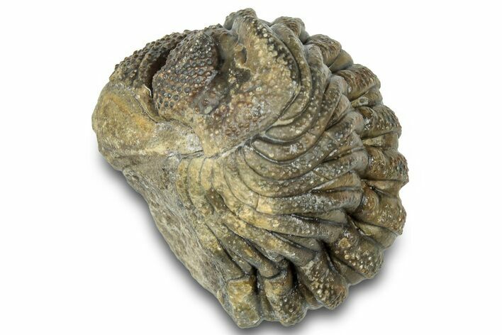 Wide Enrolled Morocops Trilobite - Morocco #323189